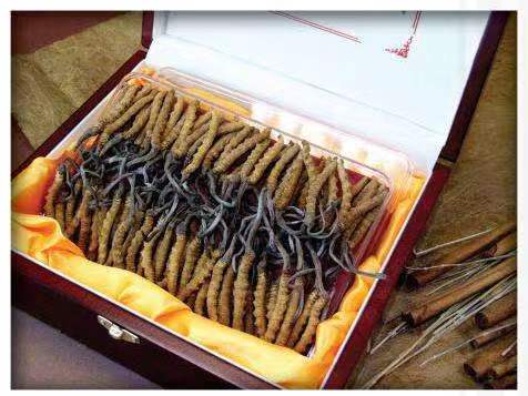 通海口镇冬虫夏草回收